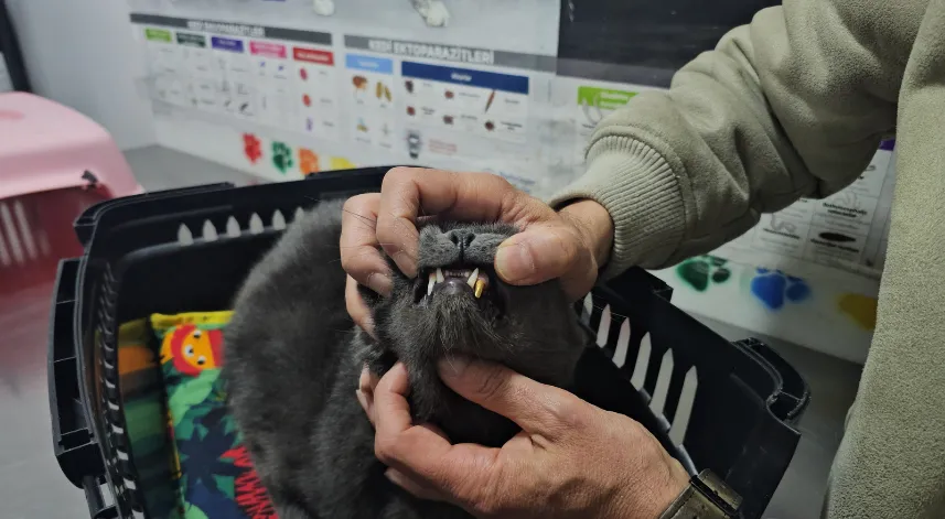 Kediye altından diş yapıldı