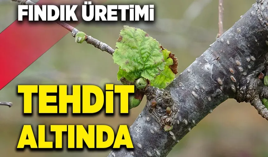 Fındıkta çifte tehdit