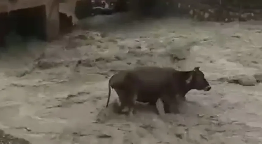 Taşan derede mahsur kalan inek saatler sonra kurtarıldı