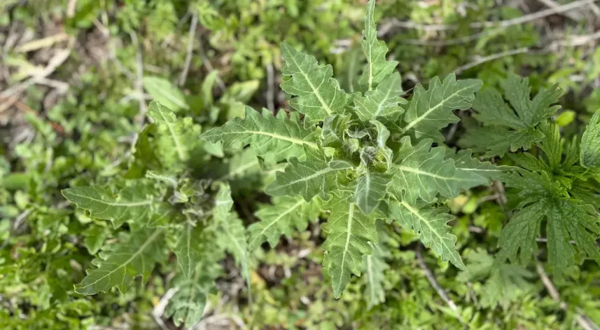 Yedikleri bitkiden zehirlenerek hastaneye kaldırılan 8 çocuktan 6'sı taburcu edildi