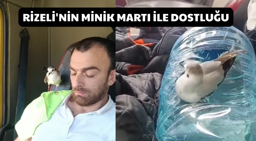 Rizeli'nin minik martı ile dostluğu