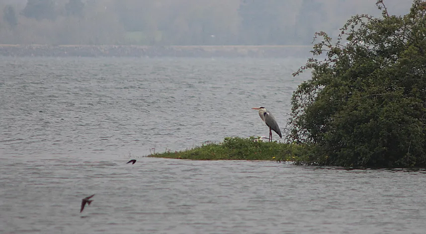 300 kuş türü göç yolunda Bolu'da konaklıyor