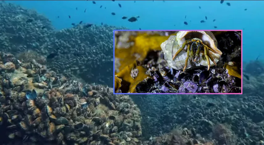 Karadeniz’in su altı güzellikleri gün yüzüne çıkacak