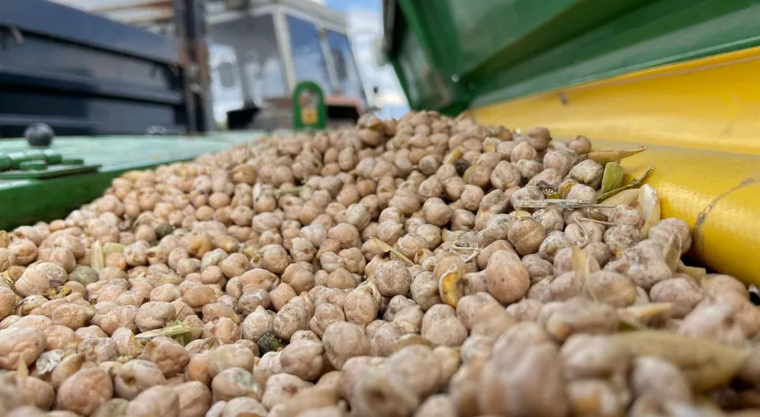 Kars'ın bereketli toprakları nohut ve mercimekle buluştu