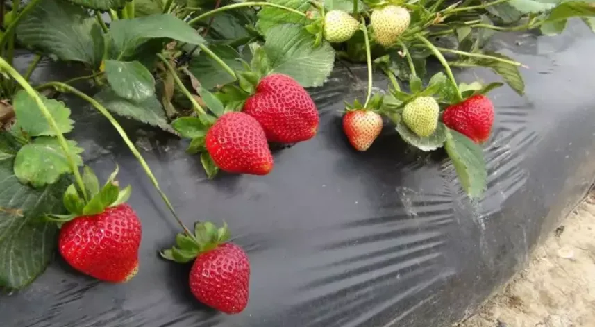 Tescilli Silifke çileğinde hasat sürüyor