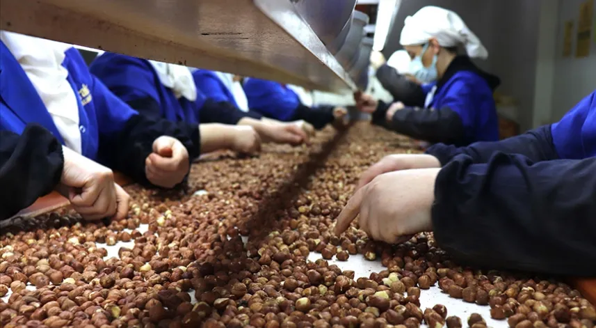 Türkiye, fındık ihracatından 8 ayda 1,9 milyar doları aşkın gelir sağladı
