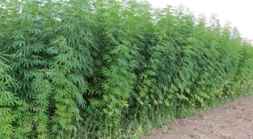 Samsun’un Vezirköprü ilçesinde kenevir ekimi durma noktasına geldi