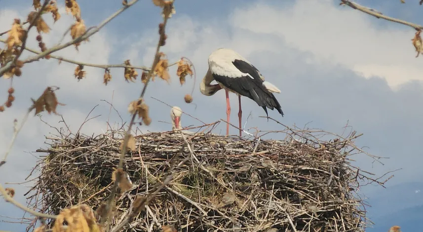 Amasya'da leylekler bahar mevsimiyle yuvalarına döndü