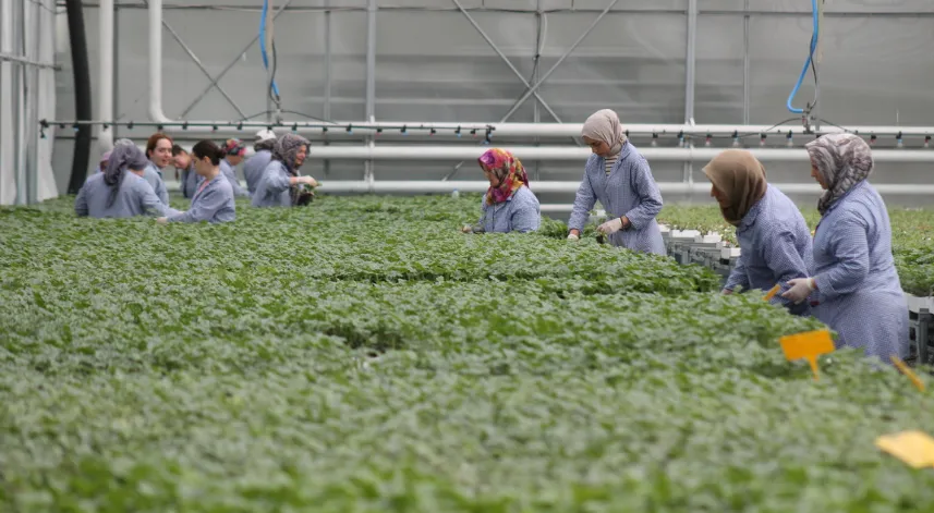 Samsun'da ürettikleri tohum ve fideleri 5 ülkeye ihraç ediyorlar