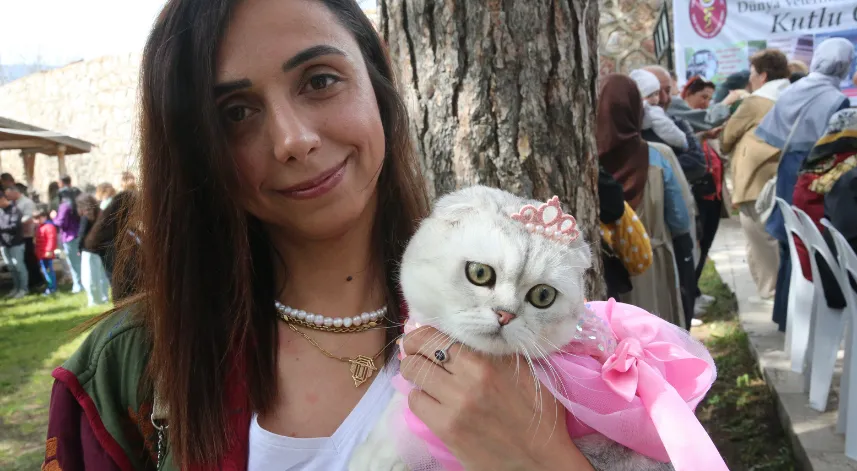 Tokat'ta kedi güzellik yarışması düzenlendi