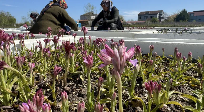 Samsun'da özel izinle üretilen salep orkidesinde hasat mesaisi