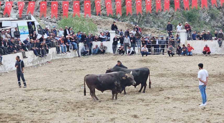 İspir’de boğalar sahada sahipleri saha dışında birbirine girdi