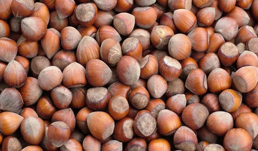 Türkiye, fındık ihracatından 2025'in ilk 4 ayında 852 milyon doları aşkın gelir sağladı