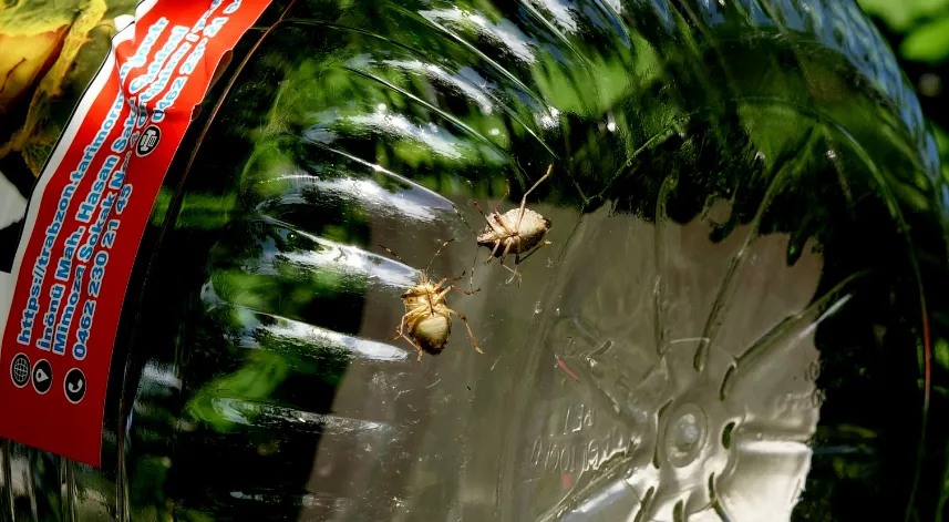 Fındığın kabusu kahverengi kokarcaya karşı 'hunili tuzak' devrede