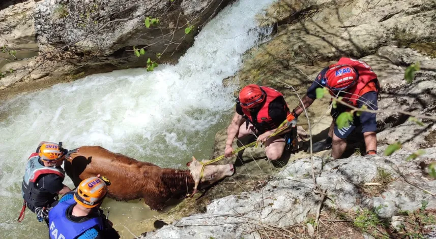Kastamonu'da akarsuya düşen büyükbaş hayvanı AFAD ekibi kurtardı