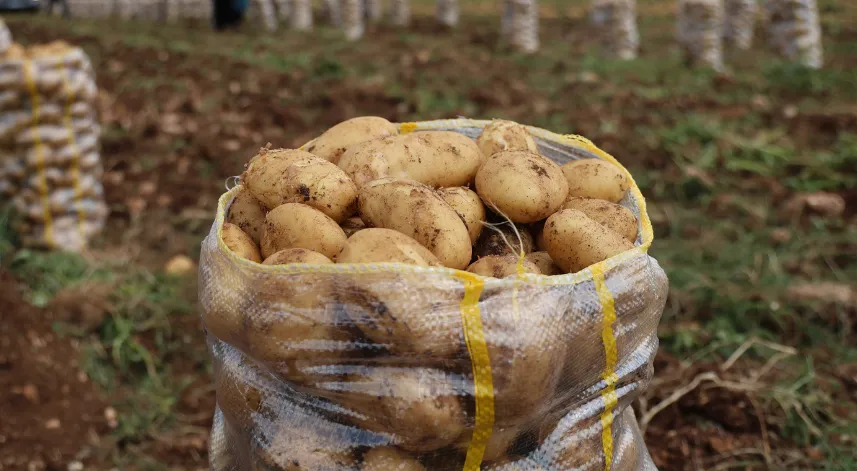 Hepsi geri gönderildi: Yurt dışından gelen 2 bin tondan fazla patates virüslü çıktı