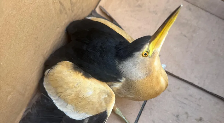 Giresun'da Balaban kuşu koruma altına alındı