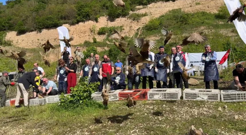 Ordu’da kahverengi kokarca ile mücadele için doğaya 800 sülün salındı