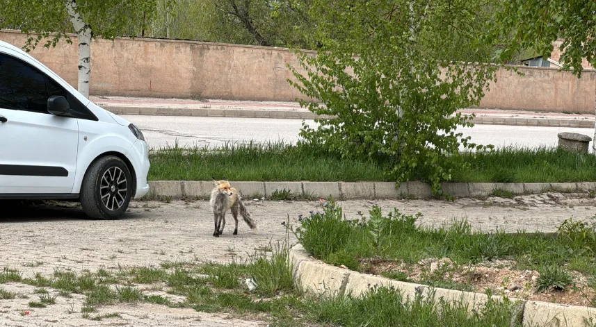 Bayburt'ta şehir merkezine inen tilki görüntülendi