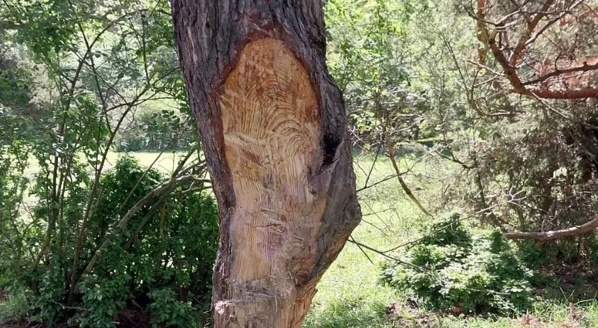 Tokat'ta çam ağaçları çıra için tahrip edildi