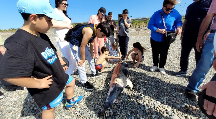 Trabzon'da ölü yunus, karaya vurdu