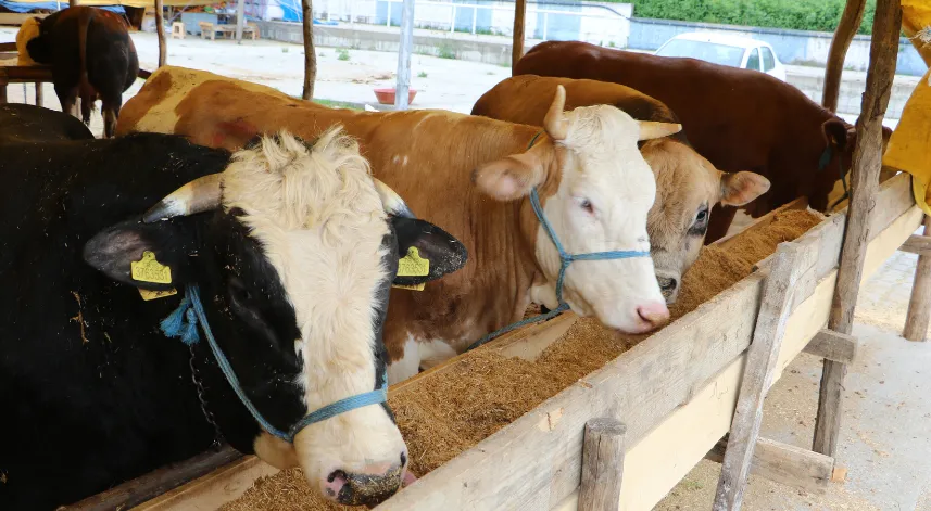 Prof.Dr. Gücükoğlu: Kurban ibadeti halk sağılığı sorumluluğudur