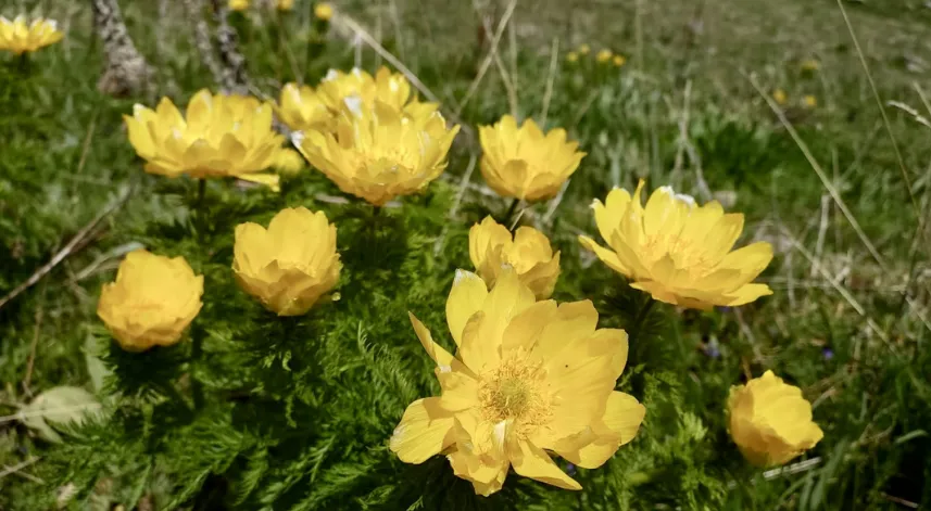 Giresun'da sarı dağ gülleri çayırları süsledi