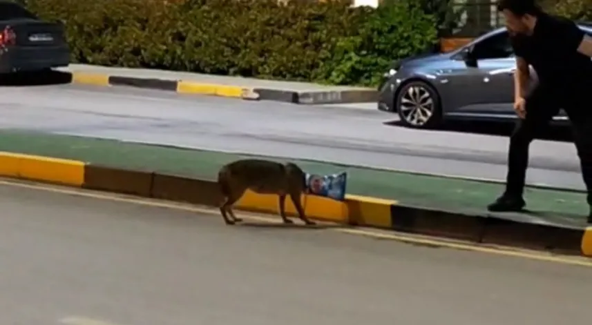 Başına poşet takılan çakalı vatandaş kurtardı; o anlar kamerada