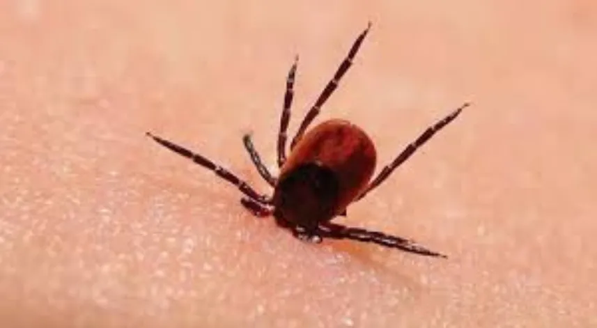 Samsun İl Tarım Müdürü Sağlam: Kırım Kongo'ya karşı hayvanlar korunmalı