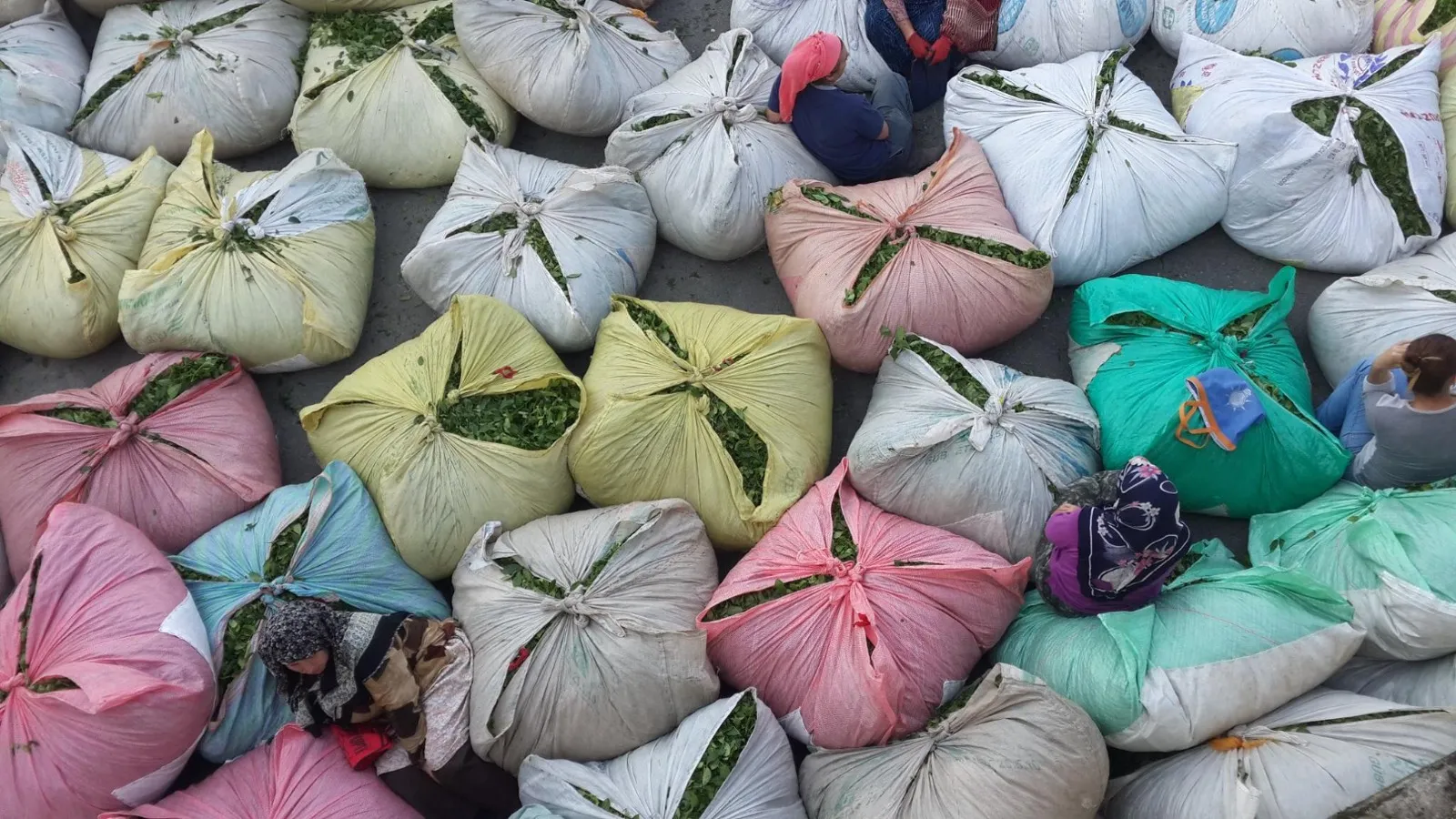 ÇAYKUR yaş çay alımlarında randevulu sisteme başlıyor