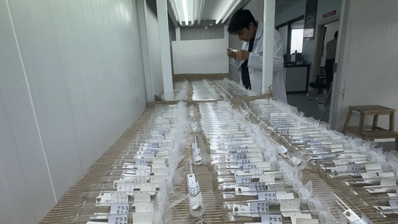 kahverengi kokarcayla mücadele için 750 binin üzerinde parazitoit yumurta üretildi