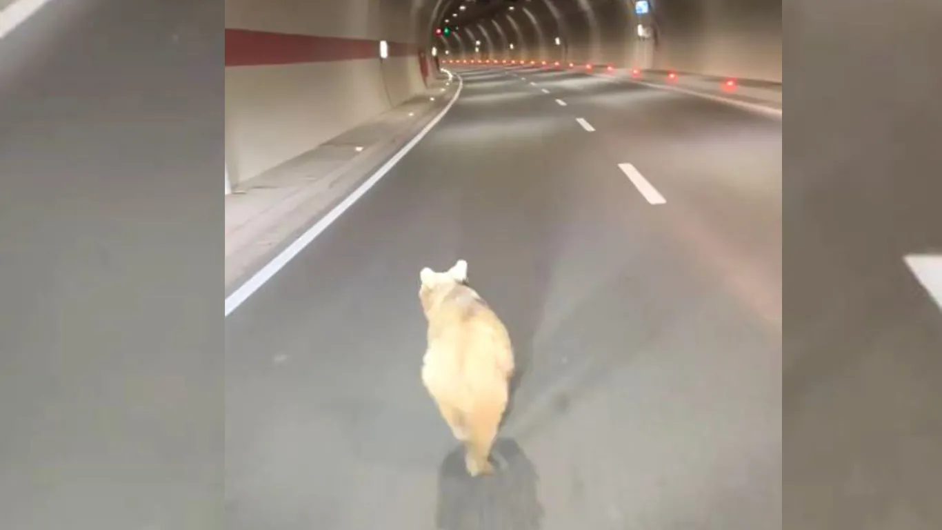 Zigana Tüneli’ne yavru ayı girdi