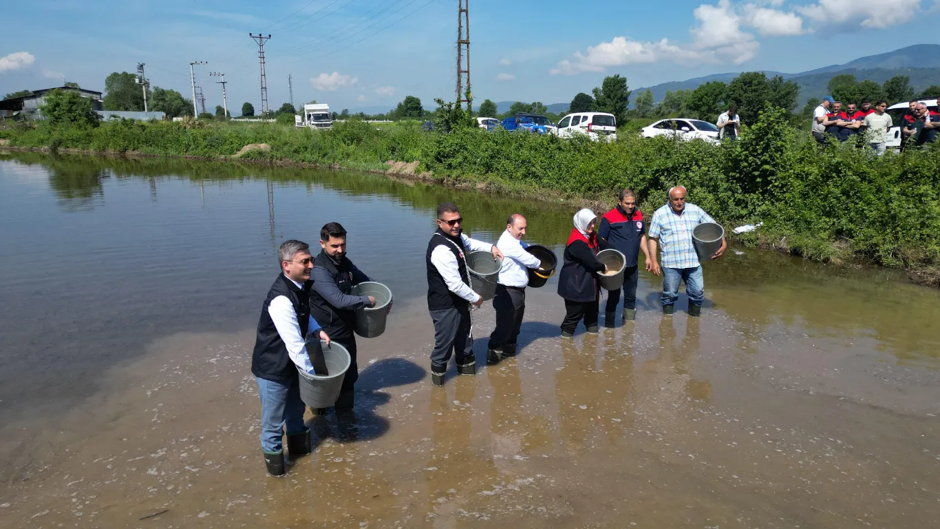 Düzce'de coğrafi işaretli Konuralp pirincinin ekimi yapıldı