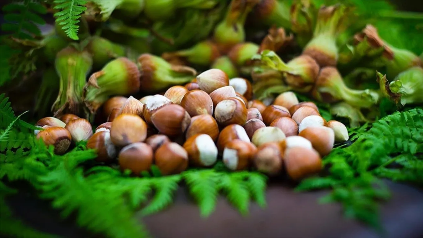 Tescilli Giresun tombul fındığında yeni dikim uygulamaları verimi artırdı