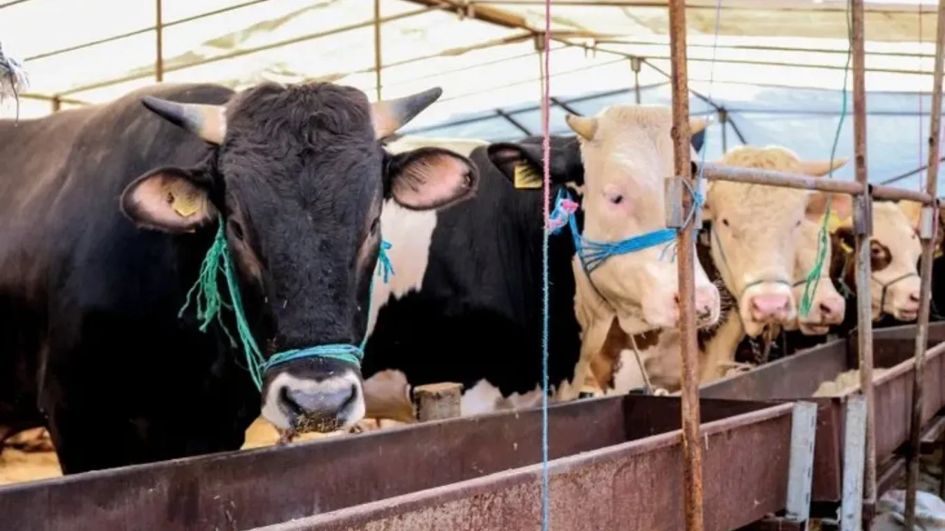 Doğu Anadolu'dan batıya yaklaşık 80 bin kurbanlık gönderildi
