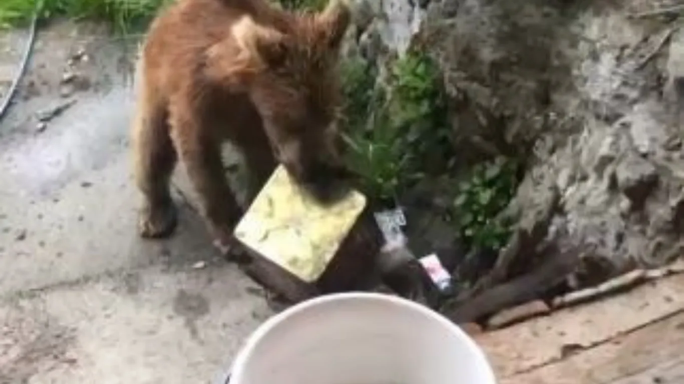 Artvin'de ayı paniği