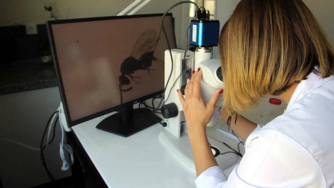 Sinop'ta gal arısı zararlısıyla mücadelede binlerce avcı böcek kullanılıyor