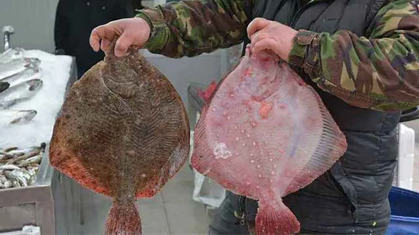  Kaçak avlanan 363 kalkan balığı vatandaşlara dağıtıldı