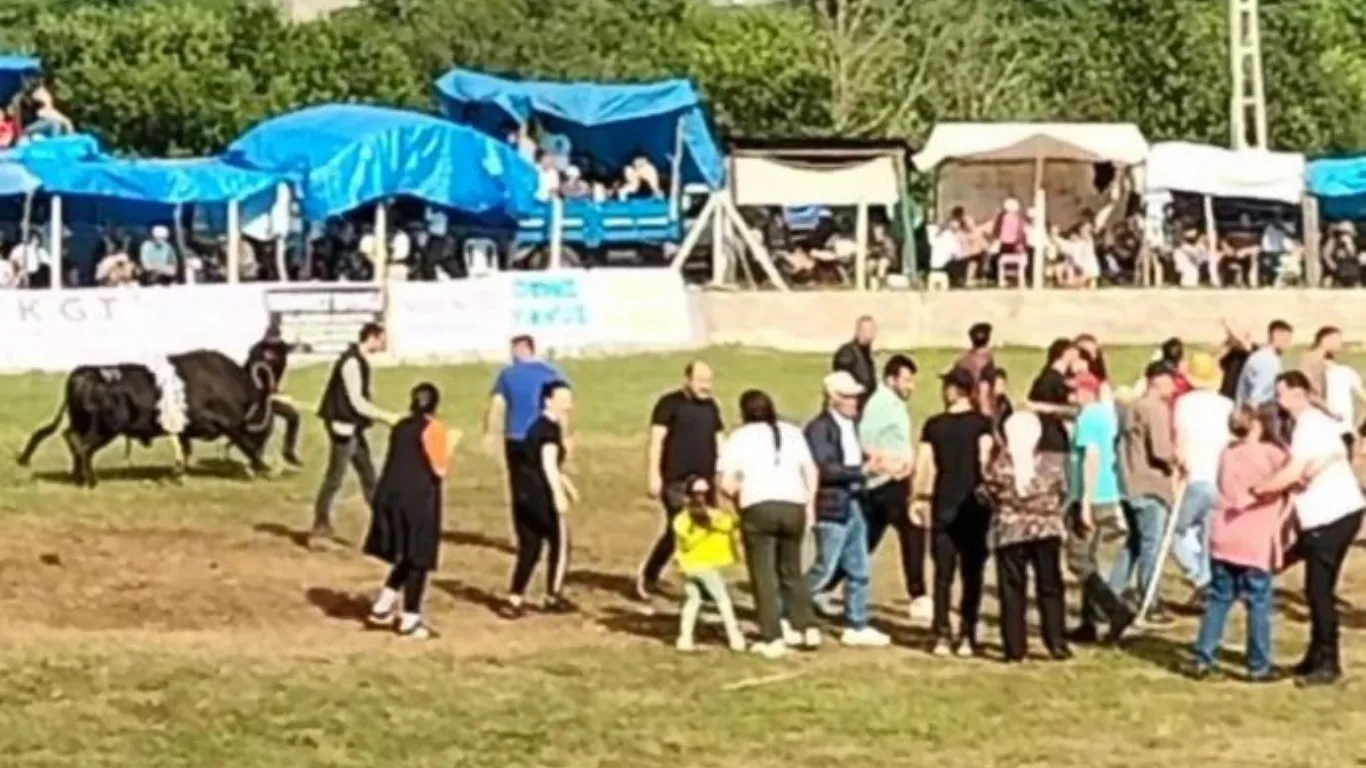 Artvin’de şampiyon boğa sahibini yaraladı
