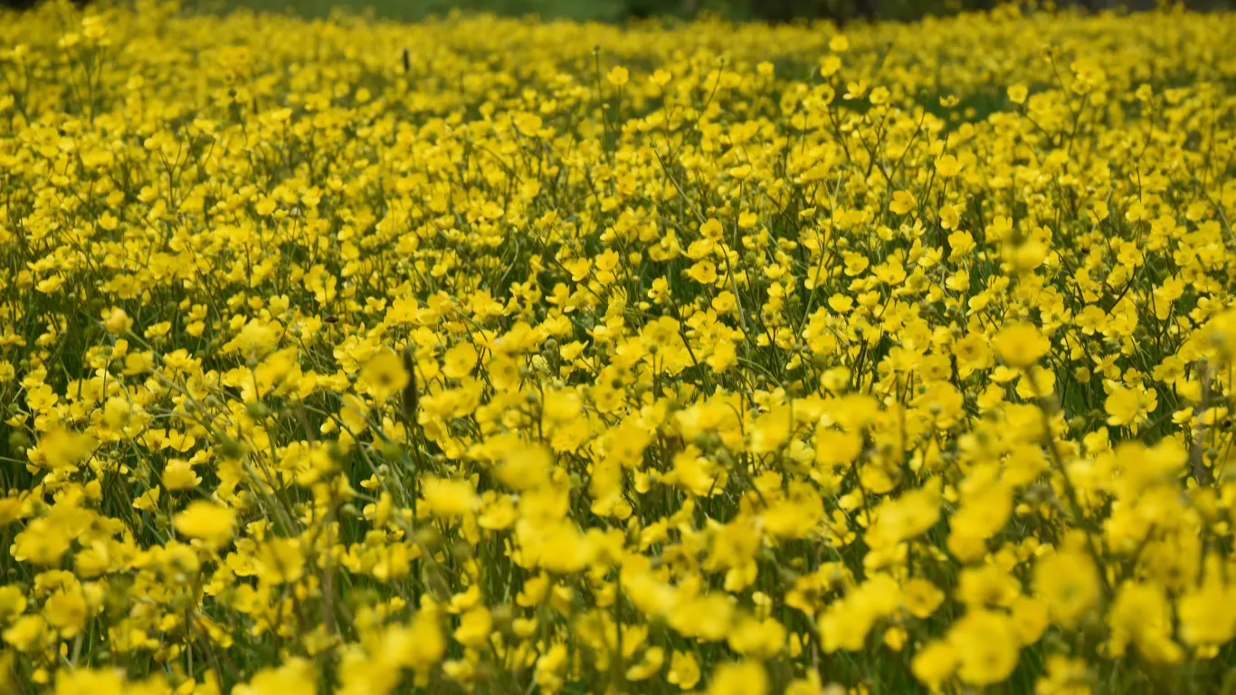 Gümüşhane'de adını 