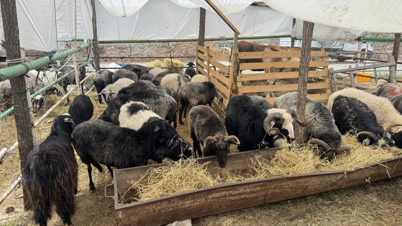 Artvin'deki hayvan pazarında kurbanlıklar alıcılarını bekliyor