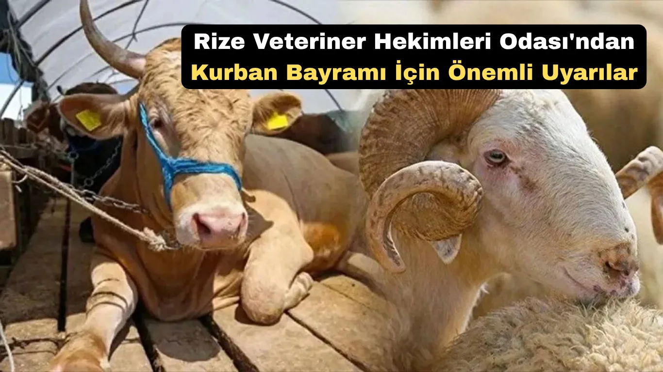 Rize veterinerleri uyardı: kurban bayramında bu detaylara dikkat!