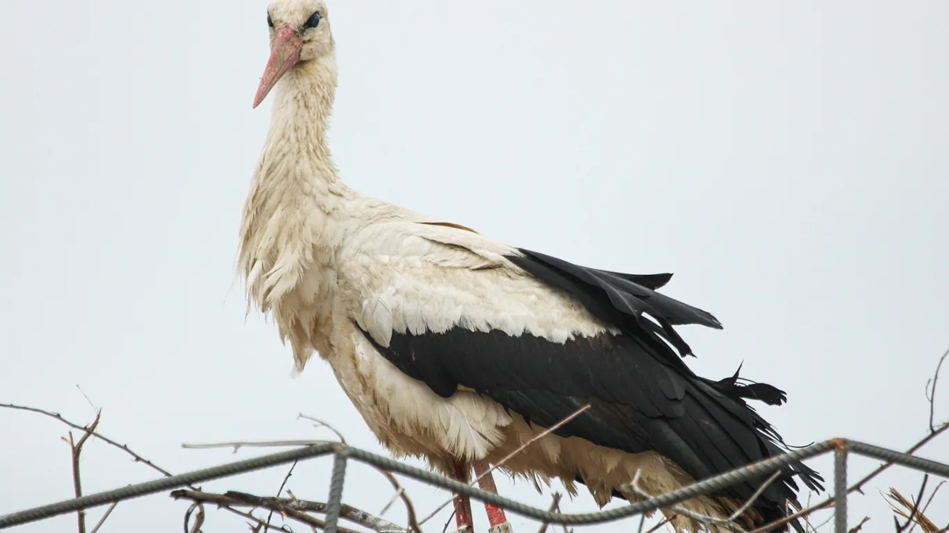 Sinop’ta leyleklere güvenli yuva