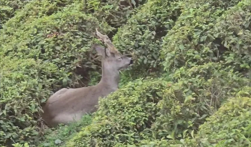 Rize’de çay tarlalarında karaca sürprizi
