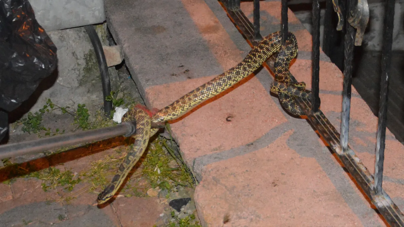 Samsun'da yakalanan yılan doğaya salındı