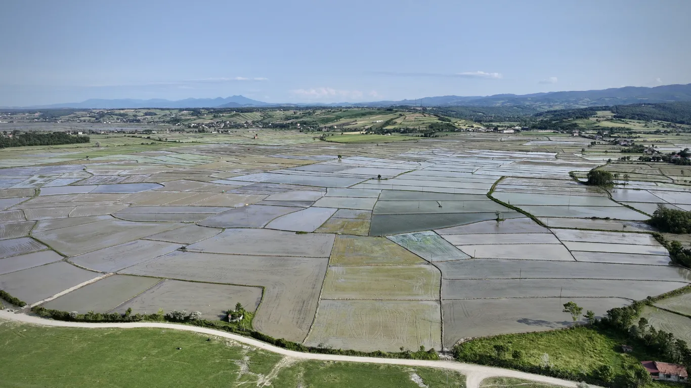 Samsun'un Alaçam ilçesinde 23 bin 800 dekar alanda çeltik ekimi yapılıyor