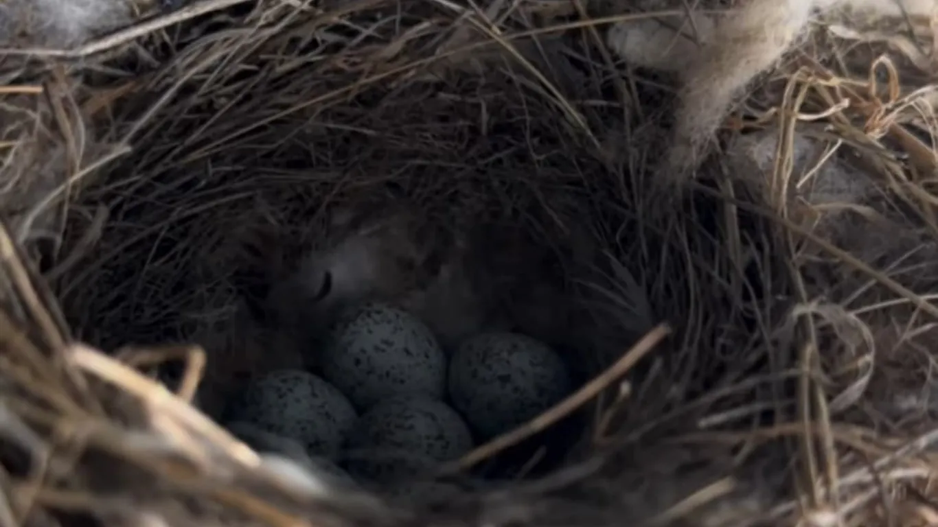 Ekskavatöre yuva yapan kuş için çalışmalar durduruldu