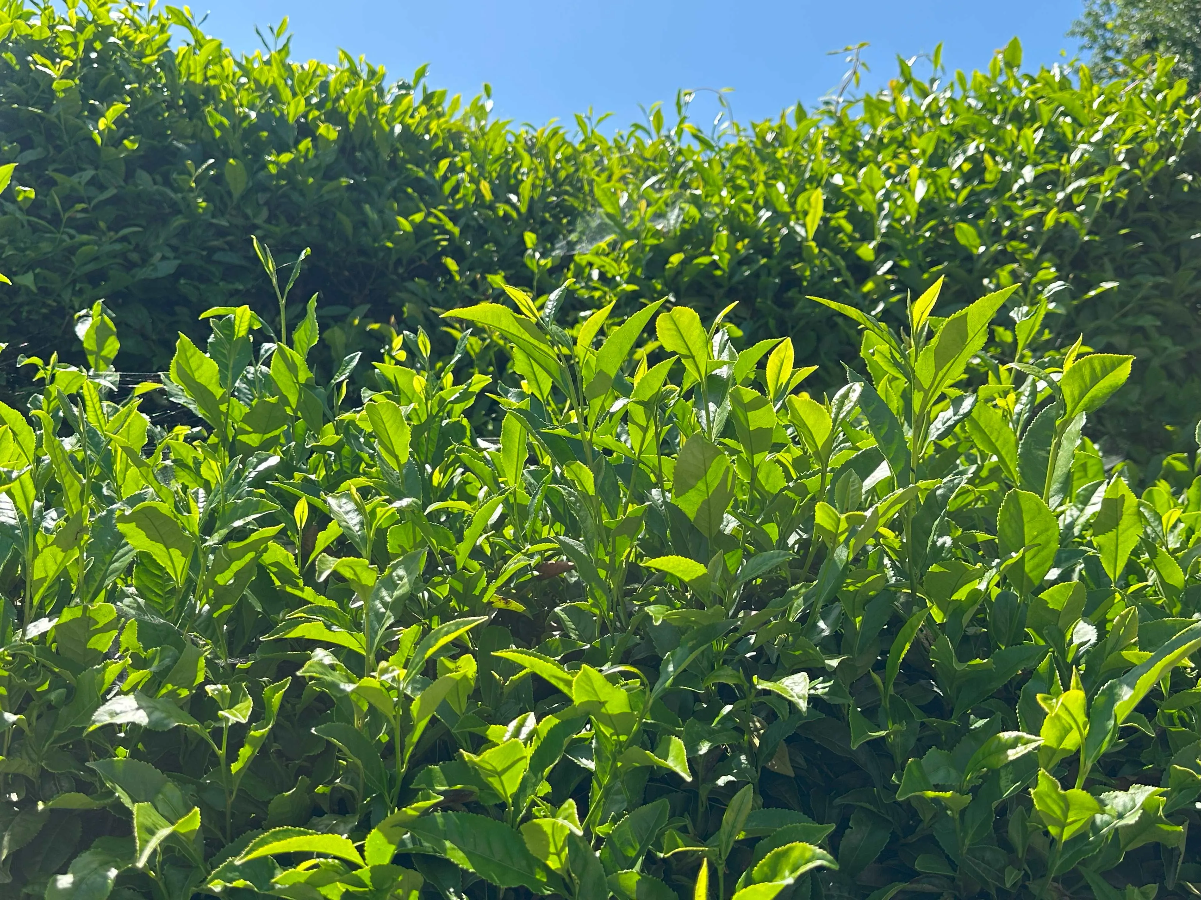 Çayda kontenjan ne demek?