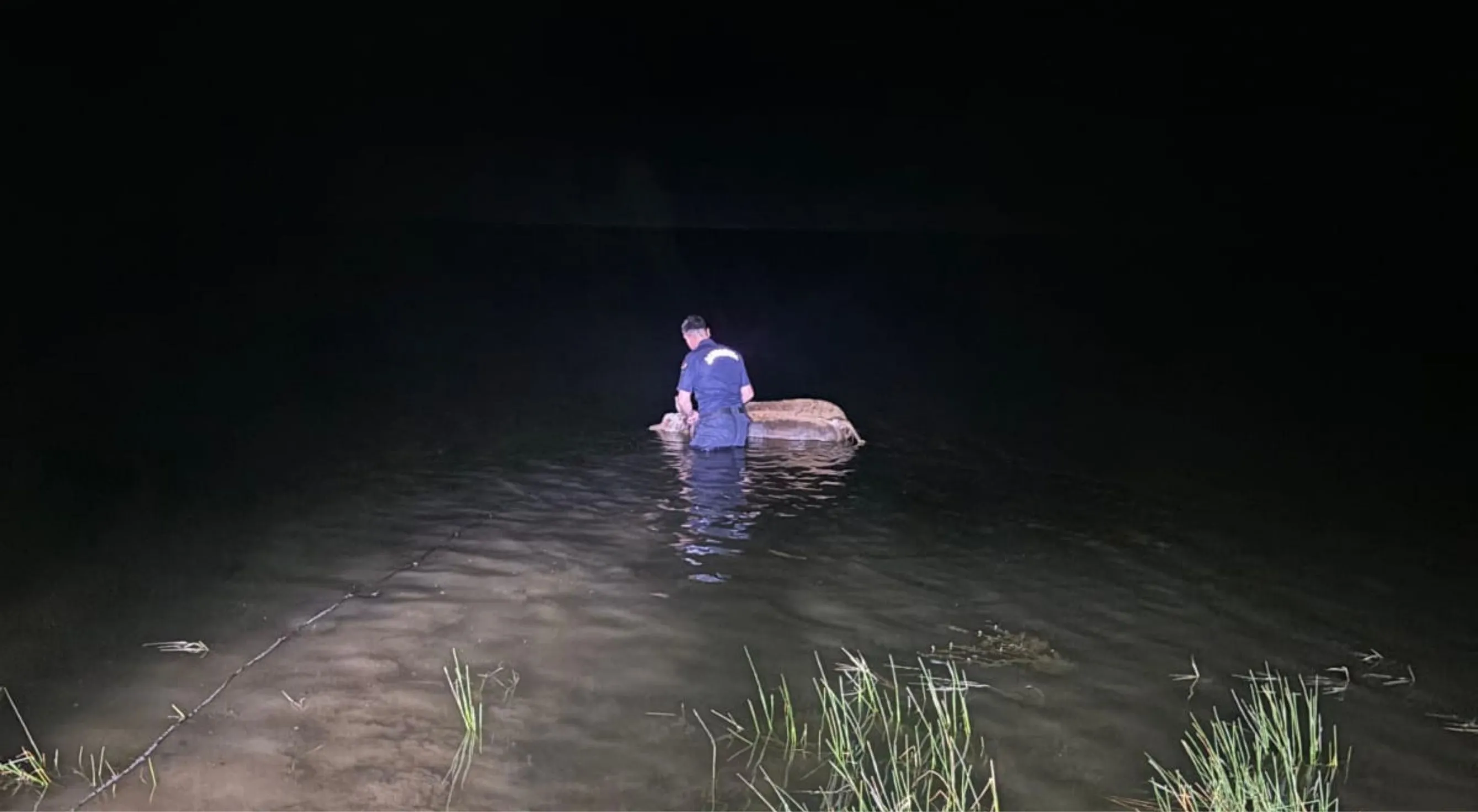 Göynük'te sulama göletine düşen buzağı öldü