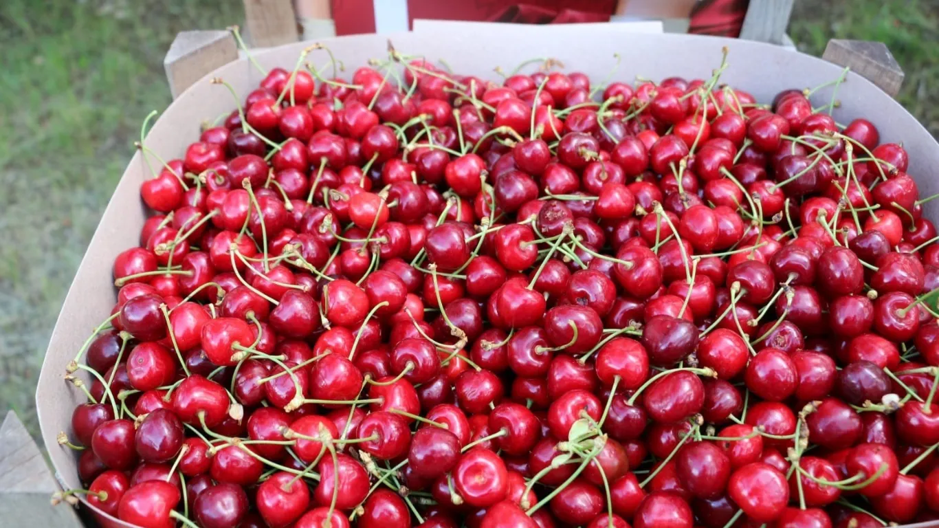 Erzincan'da kiraz bahçelerinde hasat başladı